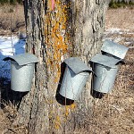 maple-syrup-trees